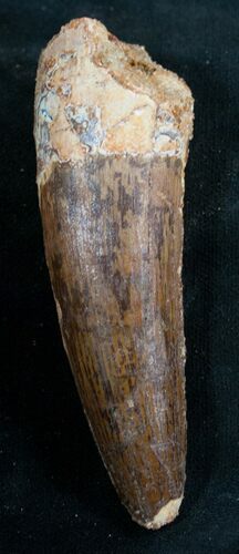 Large Spinosaurus Tooth - Nice Enamel #8036